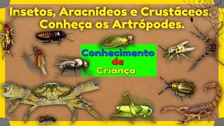 🐞Insects, 🕷arachnids and 🦀crustaceans, meet the Arthropods.