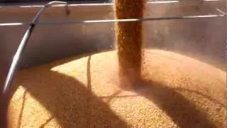 Loading Hopper With Corn (400lbs/sec)