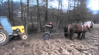 Konie zimnokrwiste pracują / Horse pulling