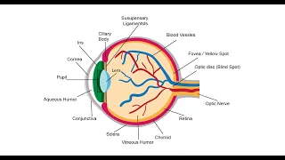 Life Sciences Gr12 The Eye