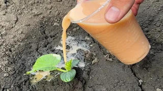 Even Dead Cucumbers Will Instantly Grow and Will Not Hurt If You Do This!