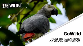 INSIDE THE ILLEGAL TRADE OF AFRICAN GREY PARROTS | GO WILD