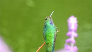 Colibrí Orejas Violeta Mexicano - colibrí thalassinus