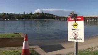 16-Year-Old Dies From Shark Attack After Jumping in River