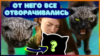 Спасение кота с улицы. Хозяева выбросили и забыли