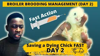 Saving a Dying Baby Chick | Broiler Brooding Management Day 2