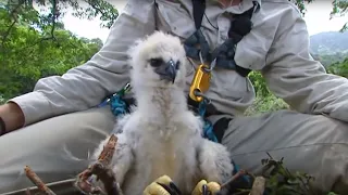 Inside a Harpy Eagle Nest | Ultimate Killers | BBC Earth