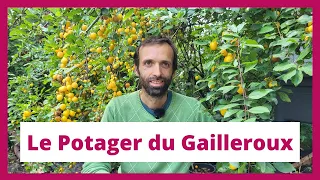 Un jardin-forêt cultivé sur 1000 m² avec plus de 500 espèces végétales | Le Potager du Gailleroux