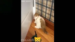 😍Cute kitten🐱 vs Toy Soldier 😂😂😂| #funny #cat #catanddog #dog #toy #cute #video #animal #pet