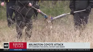 Captured coyote tests negative for rabies
