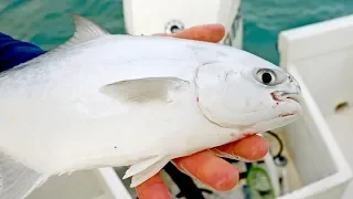 Searching the Beach for Sharks and Pompano | Catch N Cook