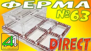 Муравьиная ферма - Direct от 4Ants.ru