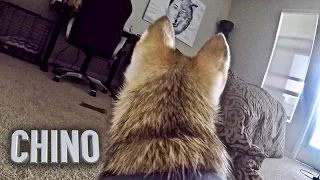 GoPro Camera on my Mini HUSKY left Home Alone! 😢