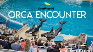 Orca Encounter Show | Sea World San Diego