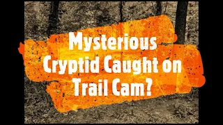 Mysterious Cryptid Caught on Trail Cam!
