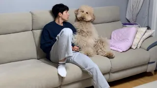 The Moments When a Poodle Looks Like a Human(compilation)