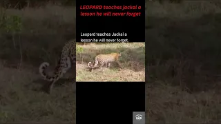 LEOPARD KILLS JACKAL #wildlife #nature #kill #leopard #jackal