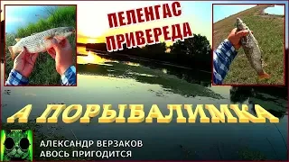 А порыбалимка. Пеленгас привереда.