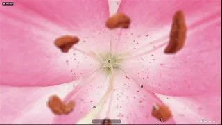 Photogrammetry of a Lilium