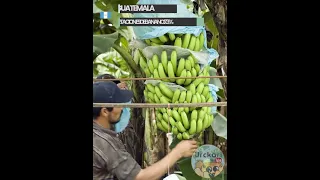 10 Mayores EXPORTADORES de BANANO en el mundo. #urckari #geografia #exportadores