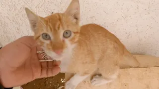 The playful kitten was left alone after her siblings were adopted.