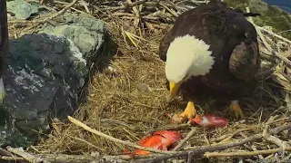 03-20-18 West End eagles; feeding the new baby.