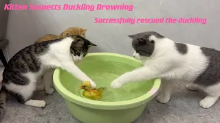 The kitten suspects that the duckling is drowning!  Duckling is swimming and taking a bath
