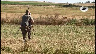 Hunting roebuck in August 2021 #3