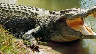 Kayakers caught moment their friend was ambushed and killed by 'man eater' crocodile on camera