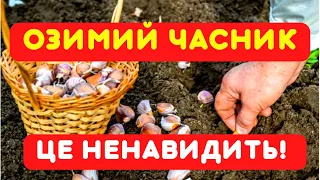 Не робіть ЦИХ ПОМИЛОК - зіпсуєте озимий часник!  Як сажати часник під зиму