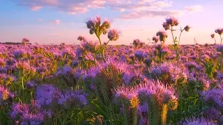 10 HOURS of Birds Chirping and Bees Buzzing - Beautiful Soothing Tunes of Scenic Flower Field