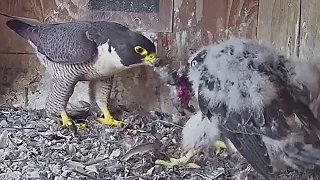 FalconCam Project~Tug of war about the prey 😂~3:54 p.m. 2022/11/11