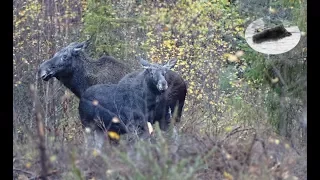 Moose hunting with dogs in Finland