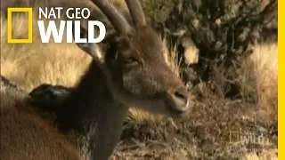 Gelada Family Fued | Nat Geo Wild