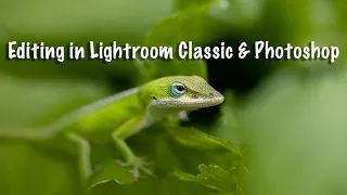 Editing in Lightroom Classic & Photoshop