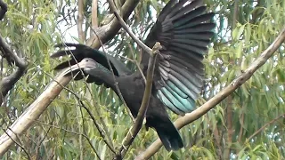 Green Ibis (Mesembrinibis cayennensis)