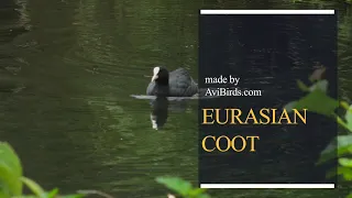 Eurasian Coot / Common Coot / Australian Coot [Fulica Atra]