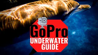 GoPro Hero 8 Underwater | BEST SETTINGS and TIPS 2022