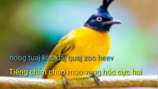 suab noog tauj kub daj quaj zoo dib tuaj zoo tua heev