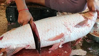 Amazing Cutting Skills | Giant Carp Fish Cleaning & Cutting By Expert Fish Cutter