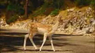 David Lynch's PS2 Commercial - Bambi