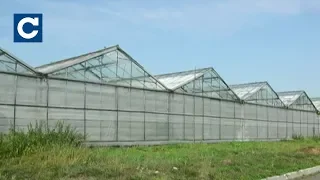 Фабрику з вирощування конопель виявили на Прикарпатті