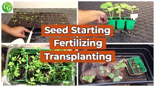 Seed Starting, Fertilizer For Seedlings, Up potting, Transplanting Plants COMPLETE GUIDE!