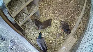 Ducks squabbling with the hens