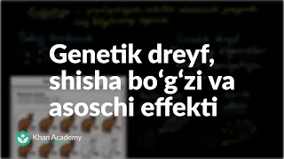 Genetik dreyf, shisha boʻgʻzi va asoschi effekti | Evolyutsiya va filogenetik daraxt | Biologiya