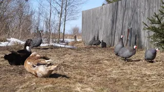 Башкирская цветная порода уток.