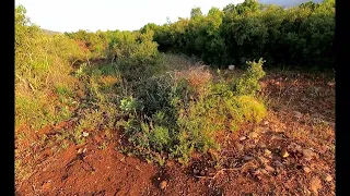 Απελπίστηκε και βγήκε - Κυνήγι λαγού /Εκπαίδευση - Hare hunting /Training