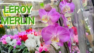 Море орхидей в LEROY MERLIN Краснодар