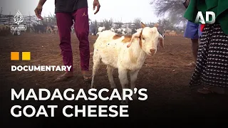 Taste of The Sun: Making Goat Cheese in Madagascar | Africa Direct Documentary