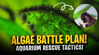 How to Identify and Beat Black Beard Algae in Aquariums